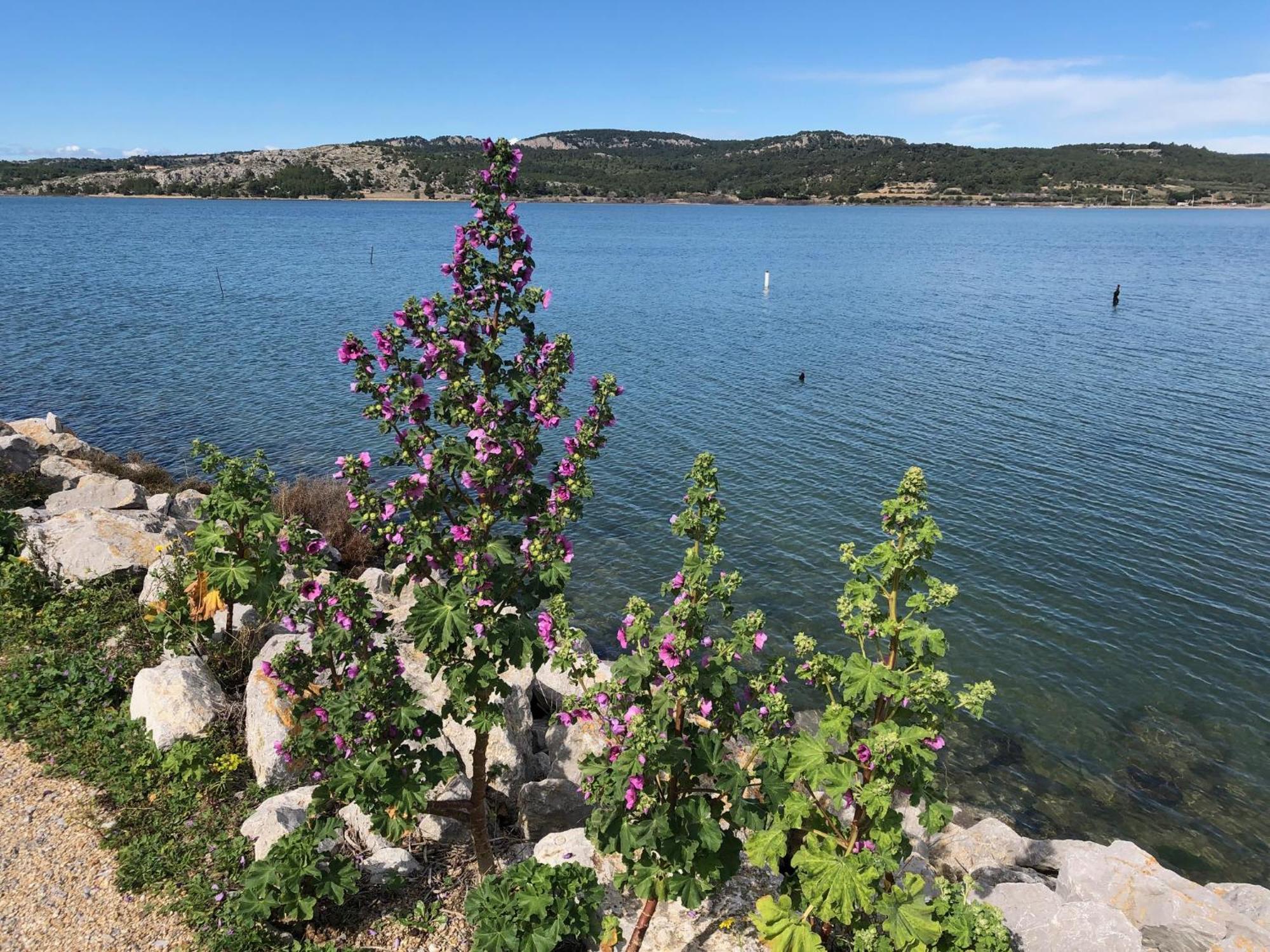 Gruissan Appartement Calme, Vue Sur Port De Plaisance -Clim, Empl.Parking Buitenkant foto